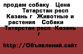 продам собаку › Цена ­ 5 000 - Татарстан респ., Казань г. Животные и растения » Собаки   . Татарстан респ.,Казань г.